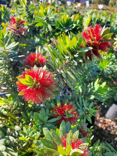 DWARF BOTTLE BRUSH (Callistemon viminalis 'Little John') - Treeland ...