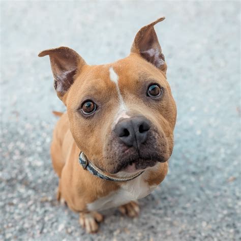 Defenders of Animal Rights | Eddie needs a home. And this next one has ...