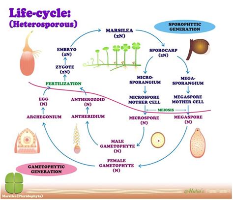 An appraisal and conservation strategies for the pteridophytes of ...