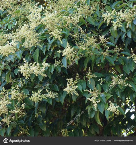 Ligustrum Lucidum Tree Many White Flowers Wax Leaf Privet Tree — Stock ...