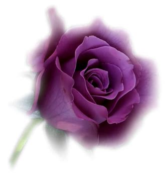 Image result for Working Computer Screen
