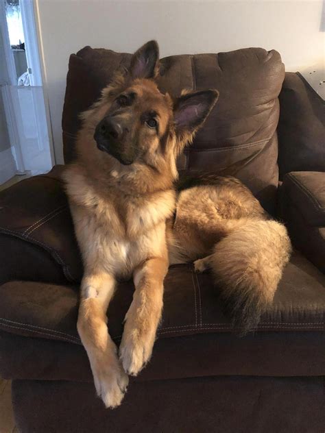60 hilarious pictures that prove german shepherds can sleep absolutely ...