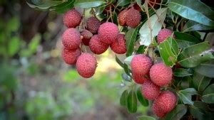 Cloud Farm Litchi Plant Price in India - Buy Cloud Farm Litchi Plant ...