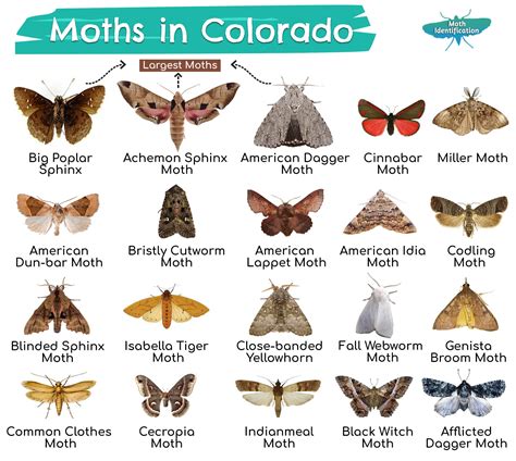 Different Types Of Moth