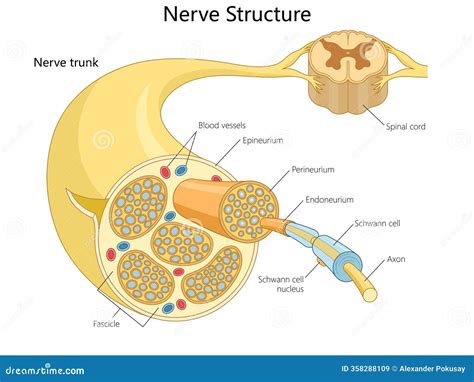 Detailed Diagram of Nerve Structure Medical Stock Vector - Illustration ...