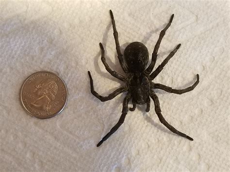 Hogna carolinensis (Carolina Wolf Spider) in Cody, Wyoming United States