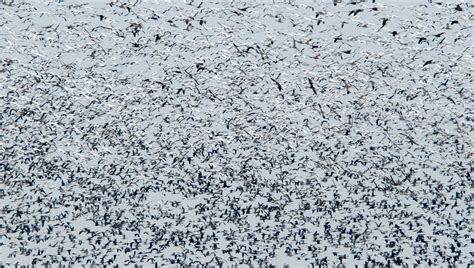 Snow Goose Numbers 的图像结果