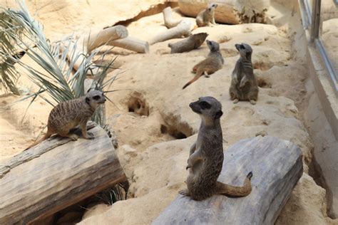Meerkats: Facts, Behavior and Conservation