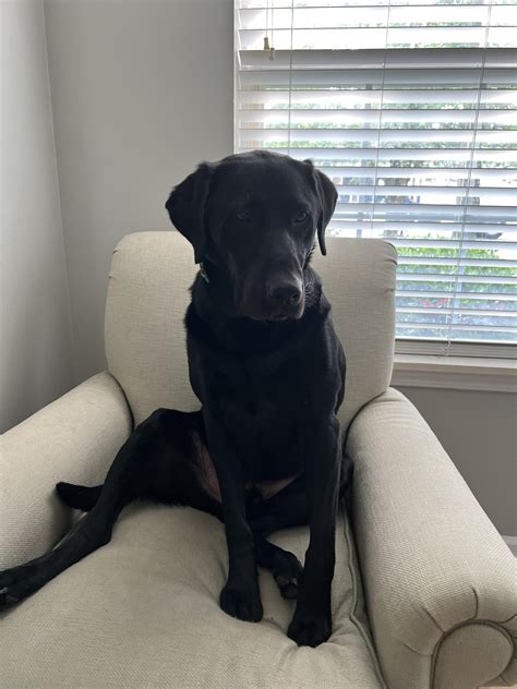 Lazy Lab Sit! : r/Blacklabs