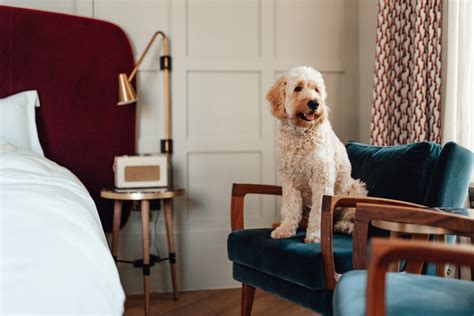 10 pet friendly Marriott hotels your furry friend will love - The ...