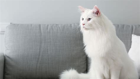 Microchip Pet Identification In Polkton, NC | Brown Creek Animal Hospital