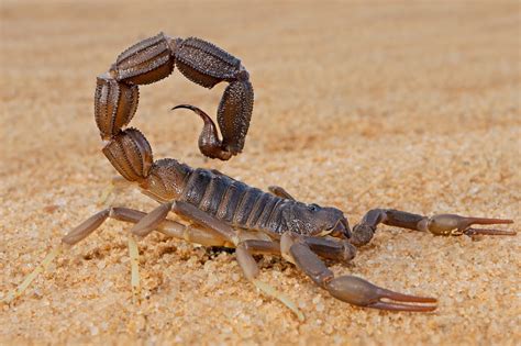 6 Scorpion Species Found in Texas! (w/Pics) - Bird Watching HQ