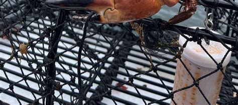 Fjord Sea Safari with Fishing and Crab Pot Hauling from Bergen - Klook ...