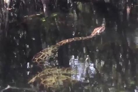 Image result for Alligator Python Battle