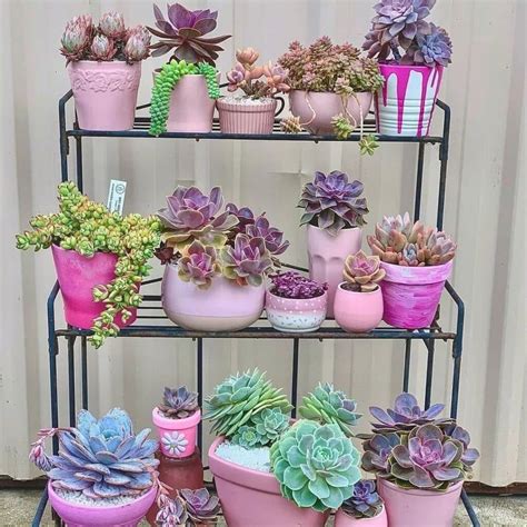 Common Succulent House Plants: A Detailed Exploration
