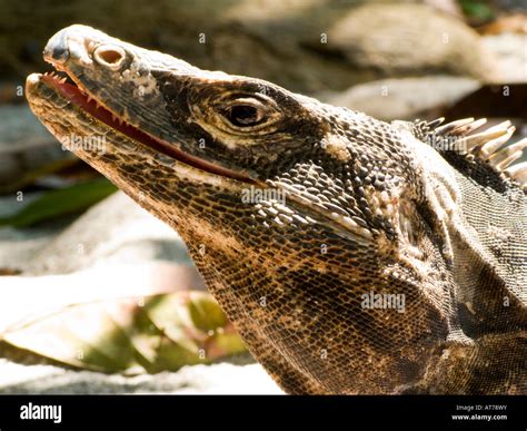 Iguana Has Teeth