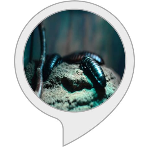 Amazon.in: Cockroach Facts : Alexa Skills