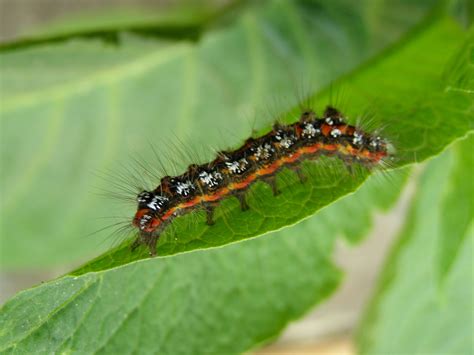 Types of caterpillars/ jackerpillars : r/jackerpiller