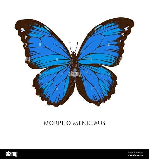 Vector set of hand drawn colored menelaus blue morpho Stock Vector ...