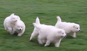 Image result for Teacup Samoyed Puppies