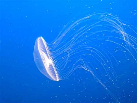 Free Images : ocean, glowing, wave, underwater, jellyfish, invertebrate ...