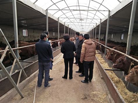 甘南州畜牧工作站畜种改良工作准备就绪-甘南藏族自治州科学技术局