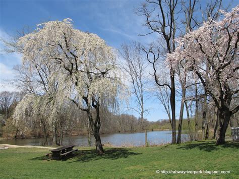 4 seasons in the life of Rahway River Park: Peak Bloom Cherry Trees by ...