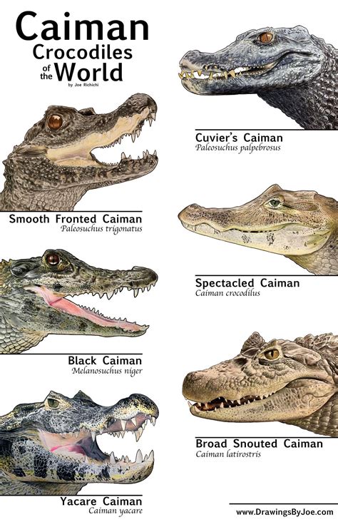 Pin by Rebecca Richard on My World: Animal-Zoology | Types of ...