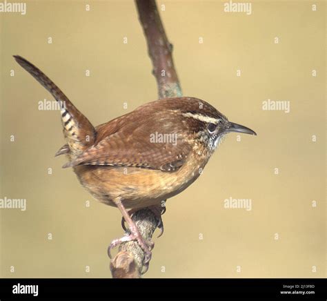 Carolina wren bird on a branch of a tree Stock Photo - Alamy