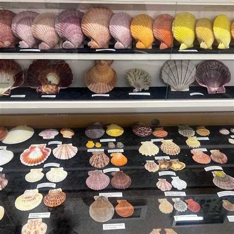 BUNURONG ENVIRONMENT CENTRE AND SHELL MUSEUM (2026) All You Need to ...