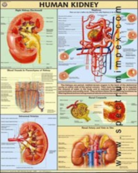 SCIENTIFIC AIDS :: Human Physiology Chart