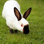 Image result for Bunny Rabbit Animal