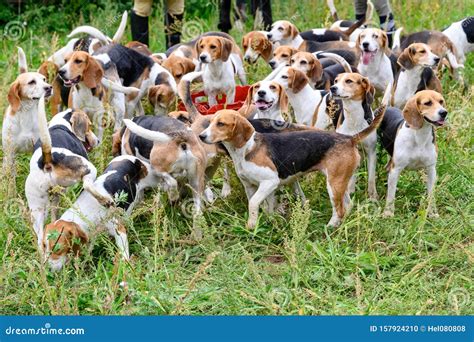 Hunting Dogs, Hunter Hounds, Beagle Dogs, Beagle Hounds Waiting for ...