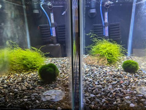 Live Java Moss 的图像结果