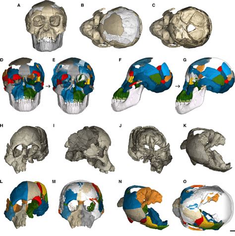 Image result for Australopithecus Reconstruction