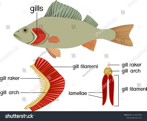 686 Structure Gills Images, Stock Photos, 3D objects, & Vectors | Shutterstock
