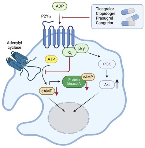 IJMS | Free Full-Text | The Signaling Pathway of the ADP Receptor P2Y12 in the Immune System ...