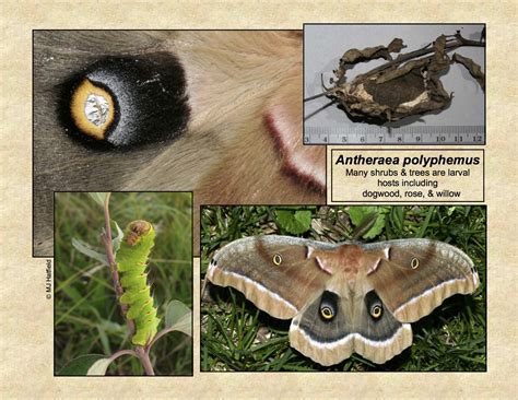 Polyphemus Moth Life Cycle