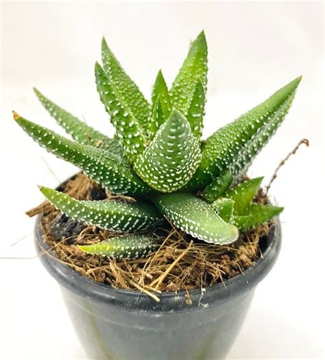 Haworthia attenuata 'Enon' – Dream Green
