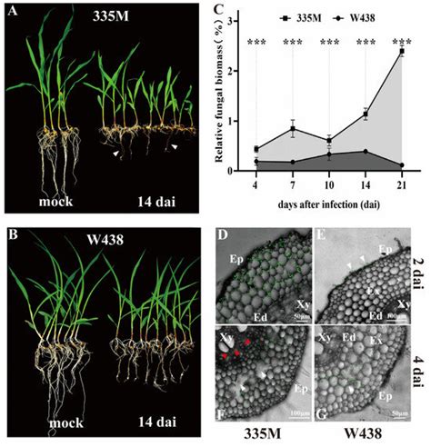 The Involvement of Glycerophospholipids in Susceptibility of Maize to ...