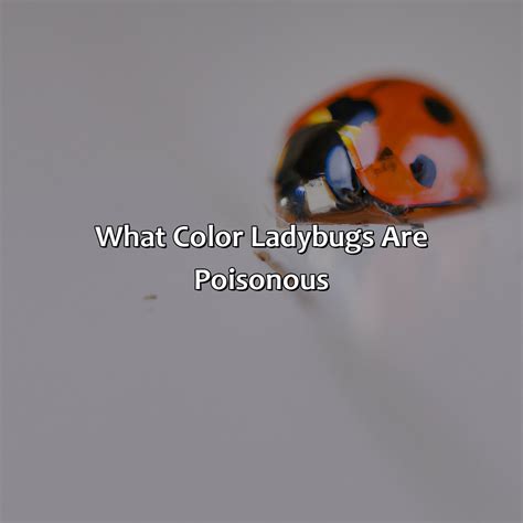 What Color Ladybugs Are Poisonous - colorscombo.com