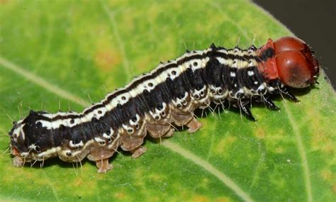 Insect Pests