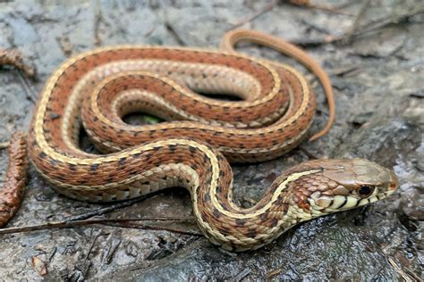 Green Baby Garter Snake