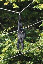 ZooLex Exhibit - Siamang Exhibit