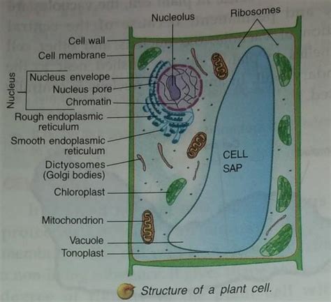 Draw a neat labeled diagram of a plant cell, an animal cell, and ...