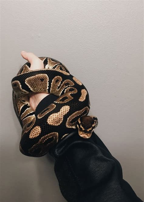 Snakes Python Cute 的图像结果