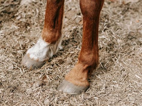 Horses with Ermine Spot Leg Markings - The Equinest