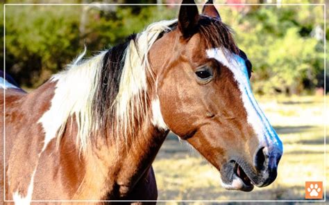 Do Horses Have Udders? Surprising Facts - VIVO Pets