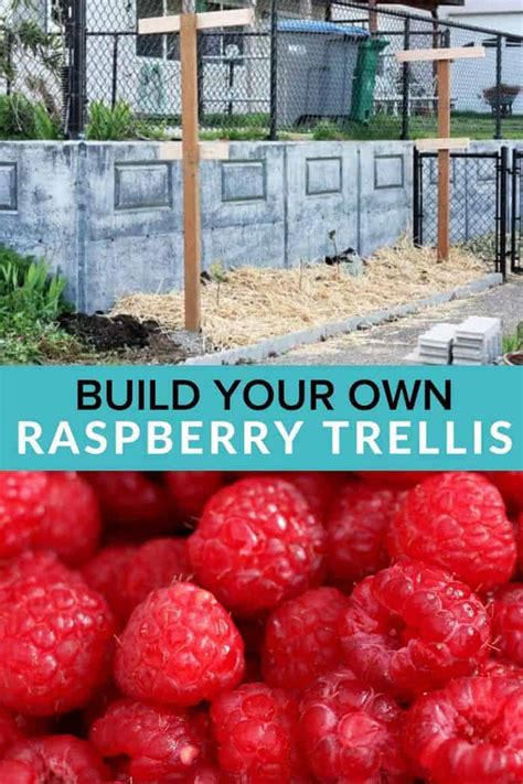 Image result for How to Support Raspberry Bushes