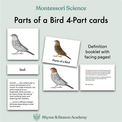 Parts of a Bird 4-Part Cards – Rhyme and Reason Academy